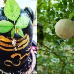 छत्तीसगढ़ संपूर्ण दर्शन साझा छंद संग्रह गोल्डन बुक ऑफ वर्ल्ड में दर्ज डॉ. दीक्षा चौबे हुई सम्मानित