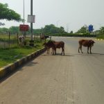 बड़ी खबर : अल्ट्राटेक सीमेंट प्लांट में आक्सीजन सिलेंडर हुआ ब्लास्ट, 3 लोगों की मौत, 2 की हालत नाजुक