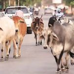 कृषि मंत्री ताम्रध्वज साहू ने फसल बीमा जागरूकता रथों को किया रवाना