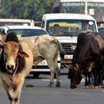 दुर्ग शहर में 300 एकड़ में बना नगरवन तालपुरी, ओपन जीप से मुख्यमंत्री ने नजारों का लिया लुत्फ