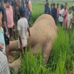 गुरुकुल कॉलेज ने किया राज्य स्तरीय महिला वॉलीबॉल प्रतियोगिता का आयोजन