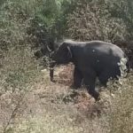 राज्यसभा सांसद धीरज साहू ठिकानों से बरामद 300 करोड़ कैश का छत्तीसगढ़ से कनेक्शन