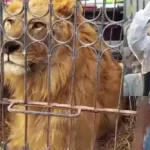 ऑनलाइन गोपनीय चरित्रवाली सॉफ्टवेयर तैयार