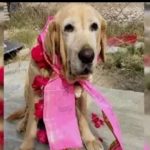 बिलासपुर कलेक्टर-SDM को व्यक्तिगत रूप में पेश होने का आदेश…तहसील कार्यालय में भ्रष्टाचार का मामला