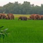 बड़ी खबर : कोल स्केम मामले में जेल में बंद सौम्या चौरसिया की दूसरी जमानत याचिका भी ख़ारिज