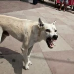 सुकमा में प्रधान आरक्षक की हत्या, अस्पताल के पीछे मिली लाश, पुलिस ने की घटना की पुष्टि