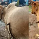 ‘भोले बाबा’ पर कसेगा शिकंजा! 20 ढोंगी संत भी होंगे ब्लैक लिस्ट, 13 अखाड़ों के बीच बनी सहमति