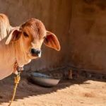 अब नहीं मिलेगा कॉलेज कैंटीन में समोसा, विश्वविद्यालयों को सिर्फ हेल्दी फूड देने के निर्देश