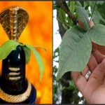 आज का राशिफल 31 जुलाई : जानिए कैसा रहेगा सभी राशियों के लिए कामिका एकादशी का दिन
