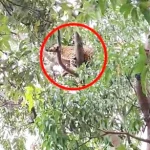 गरियाबंद वरिष्ठ पुलिस अधीक्षक अमित तुकाराम कांबले ने नए कानून के संबंध में दी जानकारी