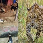 खाद्य विभाग ने छत्‍तीसगढ़ के तीन राइस मिलरों के ठिकानों पर मारा छापा, 9.43 करोड़ का धान और चावल जब्त
