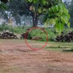 CG Crime: सिलाई मशीन लेने गई युवती के साथ पांच दरिंदो ने किया दुष्कर्म, सभी आरोपी गिरफ्तार