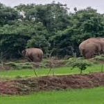 छत्तीसगढ़ में बढ़ा स्वाइन फ्लू का खतरा : बिलासपुर में महिला की मौत, प्रदेश में कुल 7 पॉजिटिव केस
