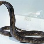 न्यूजीलैंड में आयोजित कॉमनवेल्थ गेम्स में सिल्वर मेडल जीतने वाली रीबा बेन्नी के माता-पिता ने सीएम का जताया आभार