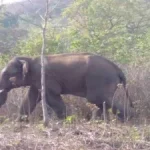 महिलाओं के साथ अत्याचार के खिलाफ महिला कांग्रेस 10 सितंबर को मुख्यमंत्री निवास का करेगी घेराव