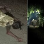 Bahraich Wolf Attack: ऑपरेशन भेड़िया के वन टीम ने तेज की कांबिंग, बहराइच को वन्य जीव आपदा क्षेत्र किया घोषित