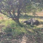 राजधानी में IB अधिकारी के खाली घर को चोरों ने बनाया निशाना, 50 हजार कैश समेत 4 लाख 50 हजार के गहने किए पार