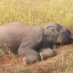 सूरजपुर : आदिवासी कन्या आश्रम की 9 वर्षीय छात्रा की मौत,देखभाल और सही उपचार के अभाव में गई जान