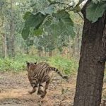 रायपुर संभाग आयुक्त कावरे ने PIT NDPS एक्ट के तहत की बड़ी कार्रवाई,4 आरोपियों को भेजा जेल