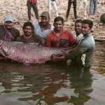 महाराष्ट्र में सियासी हलचल तेज: एकनाथ शिंदे की तबियत अब भी खराब, भाजपा की देवेंद्र फडणवीस को सीएम बनाने की तैयारी