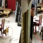 छत्तीसगढ़ विधानसभा शीतकालीन सत्र : दंतेवाड़ा जिले में डीएमएफ मद से सड़क निर्माण में भ्रष्टाचार पर भिड़े डिप्टी सीएम शर्मा और विधायक अजय चंद्राकर