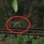 महाकुंभ में भगदड़ के एक दिन बाद फिर मच गया हाहाकार, सेक्टर-22 में लगी भीषण आग… कई पंडाल जलकर हुए खाक