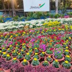 नगरीय निकाय चुनाव : बीजेपी ने संचालन हेतु प्रदेश टीम के साथ, नगर पालिका प्रभारी, संभागीय चयन समिति, नगर पंचायत के प्रभारियों की घोषणा