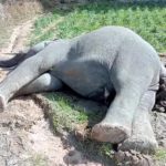 हैवानियत ने किया इंसानियत को शर्मसार : पेट पर बैठकर पति ने प्रेग्नेंट पत्नी घोंटा गला, गर्भ से बाहर आया 7 महीने का भ्रूण