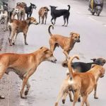 महाकुंभ के सफल आयोजन पर सीएम साय ने CM योगी आदित्यानाथ को दी बधाई,‘छत्तीसगढ़ पवेलियन का प्रदेश के 50 हजार से अधिक श्रद्धालुओं ने उठाया लाभ’