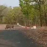 क्या तबाह हो जाएगा पूरा म्यांमार? वैज्ञानिकों ने एक महीने तक भूकंप आने की दी चेतावनी; अब तक 1600 की हुई मौत