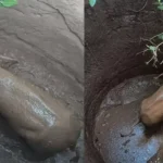 नक्सल उन्मूलन अभियान को एक और सफलता: मुठभेड़ में मारा गया माओवादी केंद्रीय कमेटी का टॉप लीडर सुधाकर, एक करोड़ का था इनाम