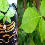 शुभांशु शुक्ला के 14 दिन के मिशन के बाद फिर बदला धरती पर वापसी का समय,किए 7 एक्सपेरिमेंट, 4 हुए सफल