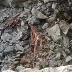 Breaking : झारखंड के पूर्व मुख्यमंत्री शिबू सोरेन का 81 की उम्र में निधन; बेटे हेमंत ने कहा – आज मैं शून्य हो गया