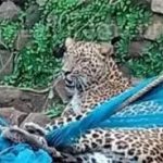 ‘रांझणा’ के AI वाले क्लाइमैक्स पर धनुष को आपत्ति, बोले- मेरी मर्जी के बिना हुआ, इसने फिल्म की आत्मा छीन ली