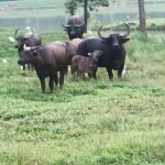 छत्तीसगढ़ के बाइक चोरी गिरोह का रायगढ़ पुलिस ने किया भंडाफोड़,52 मोटरसाइकिल जप्त की