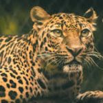 आदिवासी कुड़मी समाज के आंदोलन से प्रभावित हुआ रेल परिचालन, इन ट्रेनों का बदला रूट