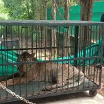 Big News : बीजापुर में नक्सलियों ने किया IED ब्लास्ट, कोबरा बटालियन का एक जवान घायल