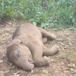 कांकेर में 21 नक्सलियों ने AK-47 समेत अन्य हथियारों के साथ किया आत्मसमर्पण, रेड कारपेट बिछाकर किया गया स्वागत