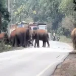 15 नवंबर से 31 जनवरी तक होगी धान खरीदी , तुहर टोकन मोबाइल ऐप शुरू