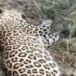 प्रधानमंत्री नरेन्द्र मोदी को इथियोपिया के सर्वोच्च नागरिक सम्मान से अलंकृत किए जाने पर मुख्यमंत्री साय ने दी बधाई और शुभकामनाएं