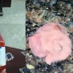 कोपलवानी (दिव्यांग स्कूल) में मनाया गया अंतर्राष्ट्रीय दिव्यांग दिवस