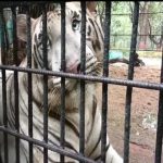 वनडे मैच के लिए चार्टर्ड प्लेन से रायपुर पहुंची इंडिया और साउथ अफ्रीका की टीम , कल करेंगे प्रैक्टिस