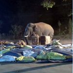 रायगढ़ के बंगुरसिया धान खरीदी केंद्र में हाथियों का आतंक, 15 बोरी धान खाया,कई बोरी धान किया बर्बाद