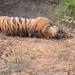 तेज रफ्तार पिकअप पलटने से 4 गौवंशों की मौत, फिर हुआ तस्करी का खुलासा ,तस्कर मौके से फरार