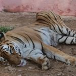 यमुना एक्सप्रेस वे पर दृश्यता कम होने से सात बसें और तीन कारें टकराईं, आग लगने से 13 लोगों की मौत, 100 से अधिक घायल