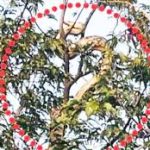 कोरबा में चलती ऑटो में लगी आग, सवार यात्रियों ने कूदकर बचाई जान