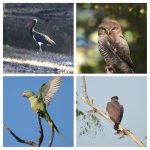 छत्तीसगढ़ की धरा पर साहित्यकारों का महाकुंभ:23 से 25 जनवरी तक आयोजित होगा ‘रायपुर साहित्य उत्सव–2026’