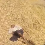 CG Transfer : IPS मनोज खेलारी गौरेला-पेंड्रा-मरवाही के नए SP नियुक्त,आदेश जारी