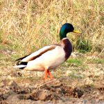 छत्तीसगढ़ में 12वीं बोर्ड परीक्षा आज से शुरू, नकल रोकने के लिए कड़ी निगरानी