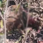 महाशिवरात्रि पर कुट्टू की पकौड़ी खाने से 70 लोग फूड पॉइजनिंग के शिकार, 20 अस्पताल में भर्ती